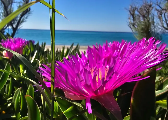 Athenas * Nea Plagia